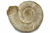 Jurassic Ammonite (Perisphinctes) - Madagascar #256260-1